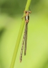 J01_3383 Lestes sponsa female